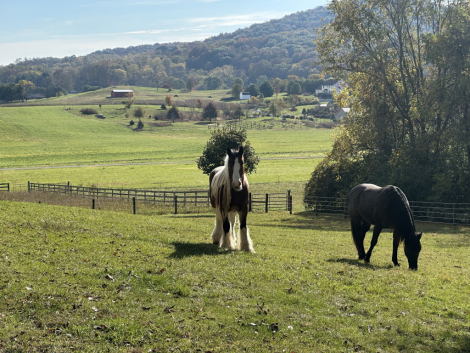 HorseID: 2307852 Hersheys Golden Reo - PhotoID: 1091920