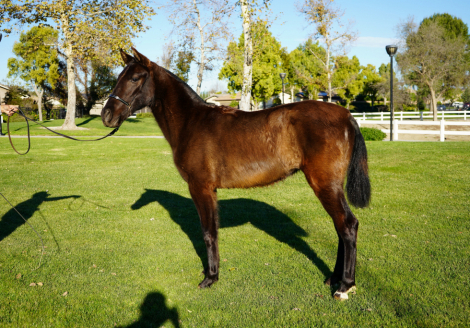 HorseID: 2307854 AMOROSA DE OLMOS - PhotoID: 1092144