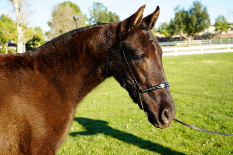 HorseID: 2307854 AMOROSA DE OLMOS - PhotoID: 1092145