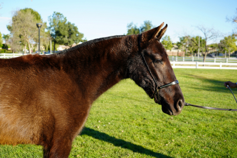 HorseID: 2307854 AMOROSA DE OLMOS - PhotoID: 1092146