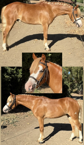 HorseID: 2307855 Marmalade - PhotoID: 1091867
