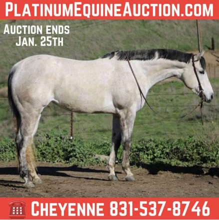 HorseID: 2307858 LSR Readi To Party CR - PhotoID: 1091931