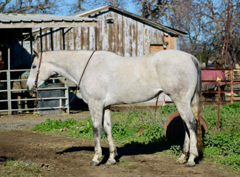 HorseID: 2307858 LSR Readi To Party CR - PhotoID: 1091932