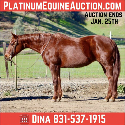 HorseID: 2307859 Daisy Lou LHR - PhotoID: 1091927