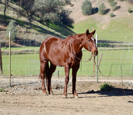 HorseID: 2307859 Daisy Lou LHR - PhotoID: 1091928