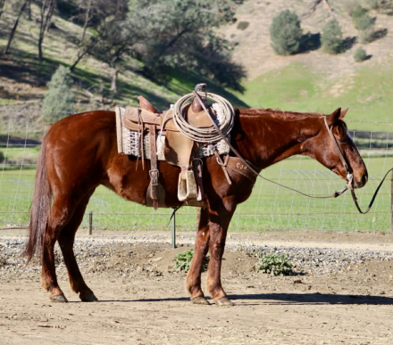 HorseID: 2307859 Daisy Lou LHR - PhotoID: 1091929