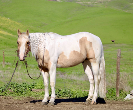 HorseID: 2307860 Butters LHR - PhotoID: 1091924