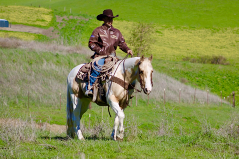 HorseID: 2307860 Butters LHR - PhotoID: 1091925