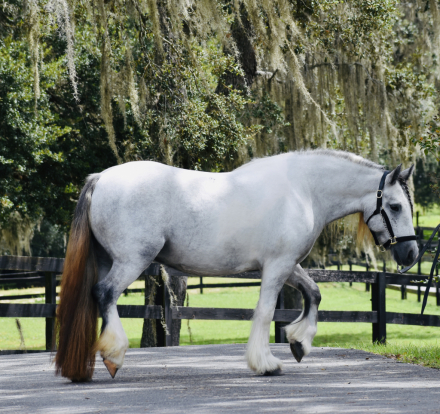 HorseID: 2307861 Travellers Grace Moonshine - PhotoID: 1091868