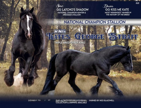 HorseID: 2307861 Travellers Grace Moonshine - PhotoID: 1091870