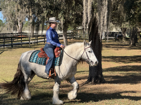 HorseID: 2307861 Travellers Grace Moonshine - PhotoID: 1091871