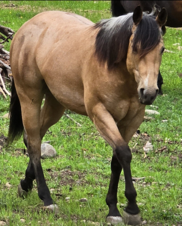 HorseID: 2307863 KT Genuine Gunner - PhotoID: 1091876