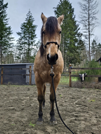 HorseID: 2307863 KT Genuine Gunner - PhotoID: 1091877