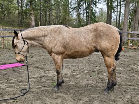 HorseID: 2307863 KT Genuine Gunner - PhotoID: 1091878