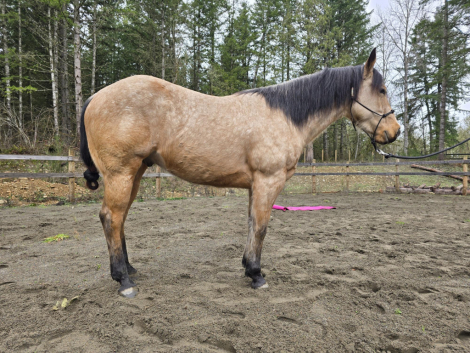 HorseID: 2307863 KT Genuine Gunner - PhotoID: 1091879