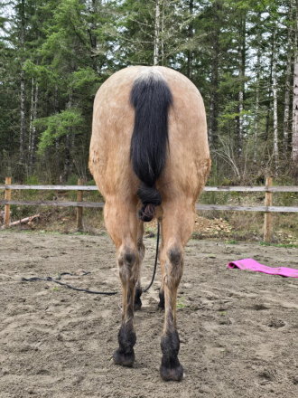 HorseID: 2307863 KT Genuine Gunner - PhotoID: 1091880