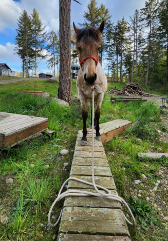 HorseID: 2307863 KT Genuine Gunner - PhotoID: 1091881