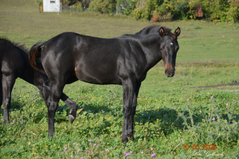 HorseID: 2307873 CLG DriftinForAcres - PhotoID: 1091886