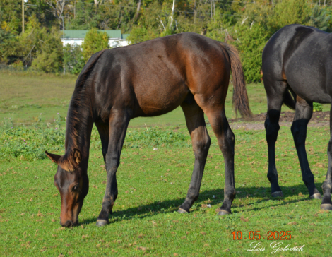 HorseID: 2307874 CLG DriftsWithKings - PhotoID: 1091887