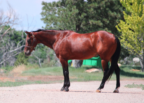 HorseID: 2307875 Jets Flying Bullet - PhotoID: 1091888