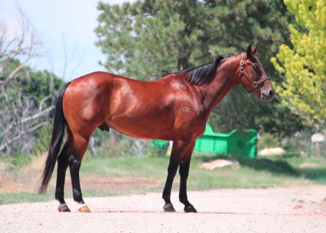HorseID: 2307875 Jets Flying Bullet - PhotoID: 1091889