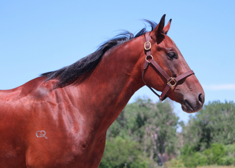 HorseID: 2307875 Jets Flying Bullet - PhotoID: 1091890