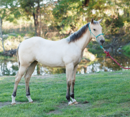HorseID: 2307878 Rosalina Frost - PhotoID: 1091891