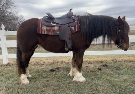 HorseID: 2307880 Effie - PhotoID: 1091892