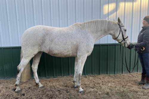 HorseID: 2307881 Havana - Andalusian cross - PhotoID: 1091899