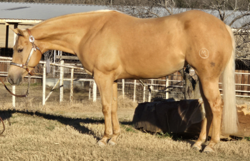 HorseID: 2307882 TH COMMANDING STEPS - PhotoID: 1091900