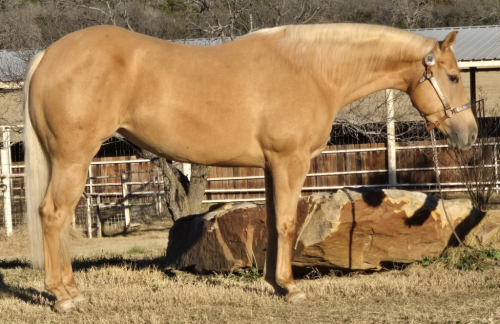 HorseID: 2307882 TH COMMANDING STEPS - PhotoID: 1091901