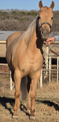 HorseID: 2307882 TH COMMANDING STEPS - PhotoID: 1091902