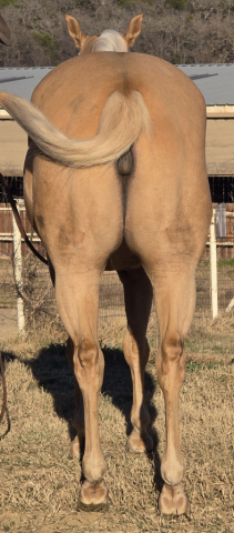 HorseID: 2307882 TH COMMANDING STEPS - PhotoID: 1091903