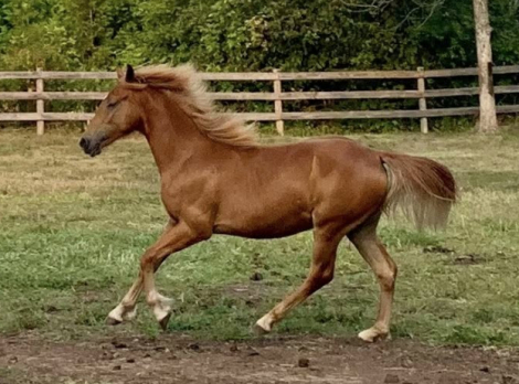 HorseID: 2307884 Edgewood Inferno Lennox - PhotoID: 1091904