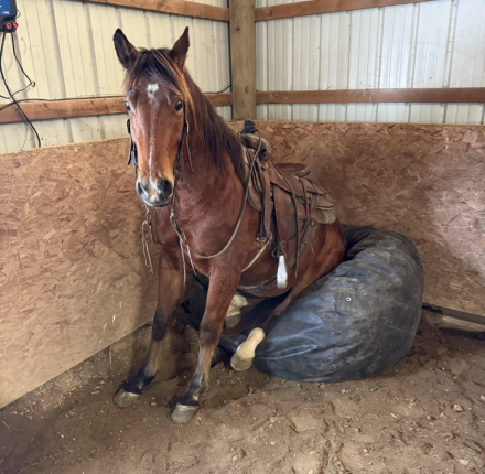 HorseID: 2307885 Watch Video! Roo - PhotoID: 1091908