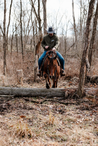 HorseID: 2307885 Watch Video! Roo - PhotoID: 1091909