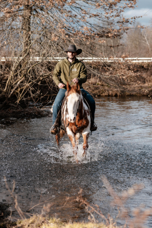 HorseID: 2307886 Watch Bridleless Video! - PhotoID: 1091911