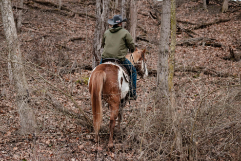 HorseID: 2307886 Watch Bridleless Video! - PhotoID: 1091913