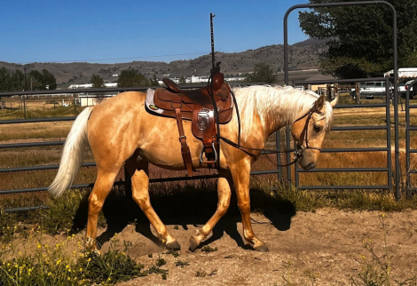 HorseID: 2307890 CNDR Two Golden Guns - PhotoID: 1091921