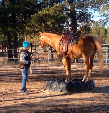 HorseID: 2307898 Oakley - PhotoID: 1091942