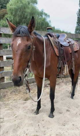 HorseID: 2307899 Celestial Music - PhotoID: 1091936