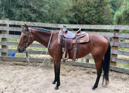 HorseID: 2307899 Celestial Music - PhotoID: 1091937