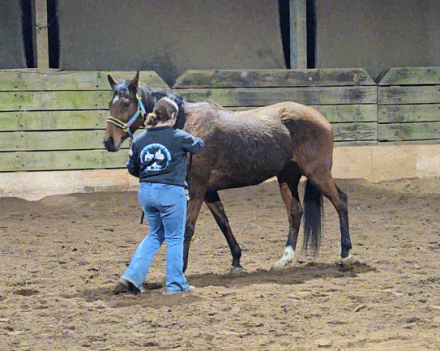 HorseID: 2307899 Celestial Music - PhotoID: 1091938