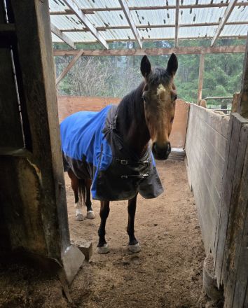 HorseID: 2307899 Celestial Music - PhotoID: 1091939