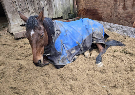 HorseID: 2307899 Celestial Music - PhotoID: 1091940