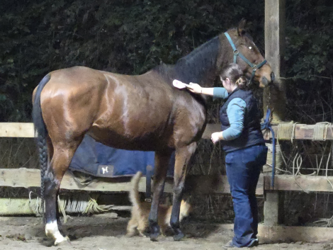 HorseID: 2307899 Celestial Music - PhotoID: 1091941