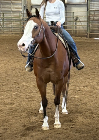 HorseID: 2307907 Bocephus - PhotoID: 1091943