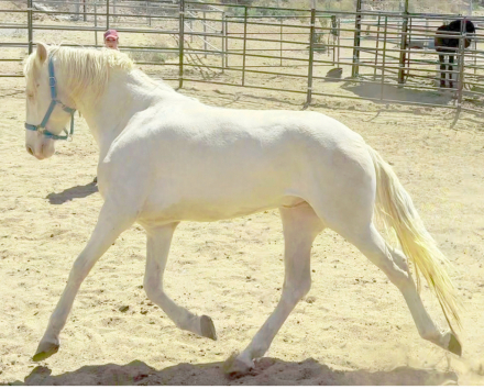 HorseID: 2307909 ANDALUSIAN HERD REDUCTION SALE_MOVING $6500-$17500 - PhotoID: 1091944