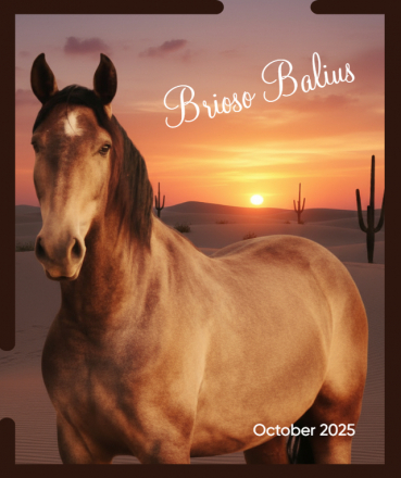 HorseID: 2307909 ANDALUSIAN HERD REDUCTION SALE_MOVING $6500-$17500 - PhotoID: 1091945