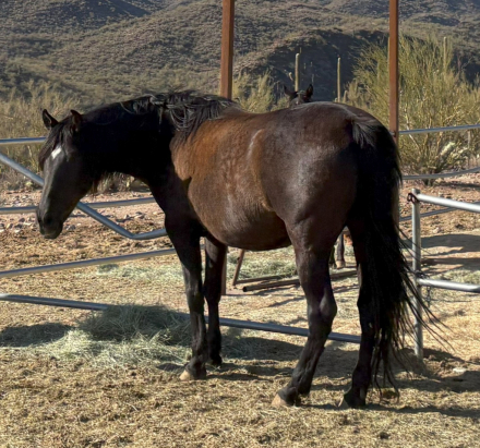 HorseID: 2307909 ANDALUSIAN HERD REDUCTION SALE_MOVING $6500-$17500 - PhotoID: 1091947